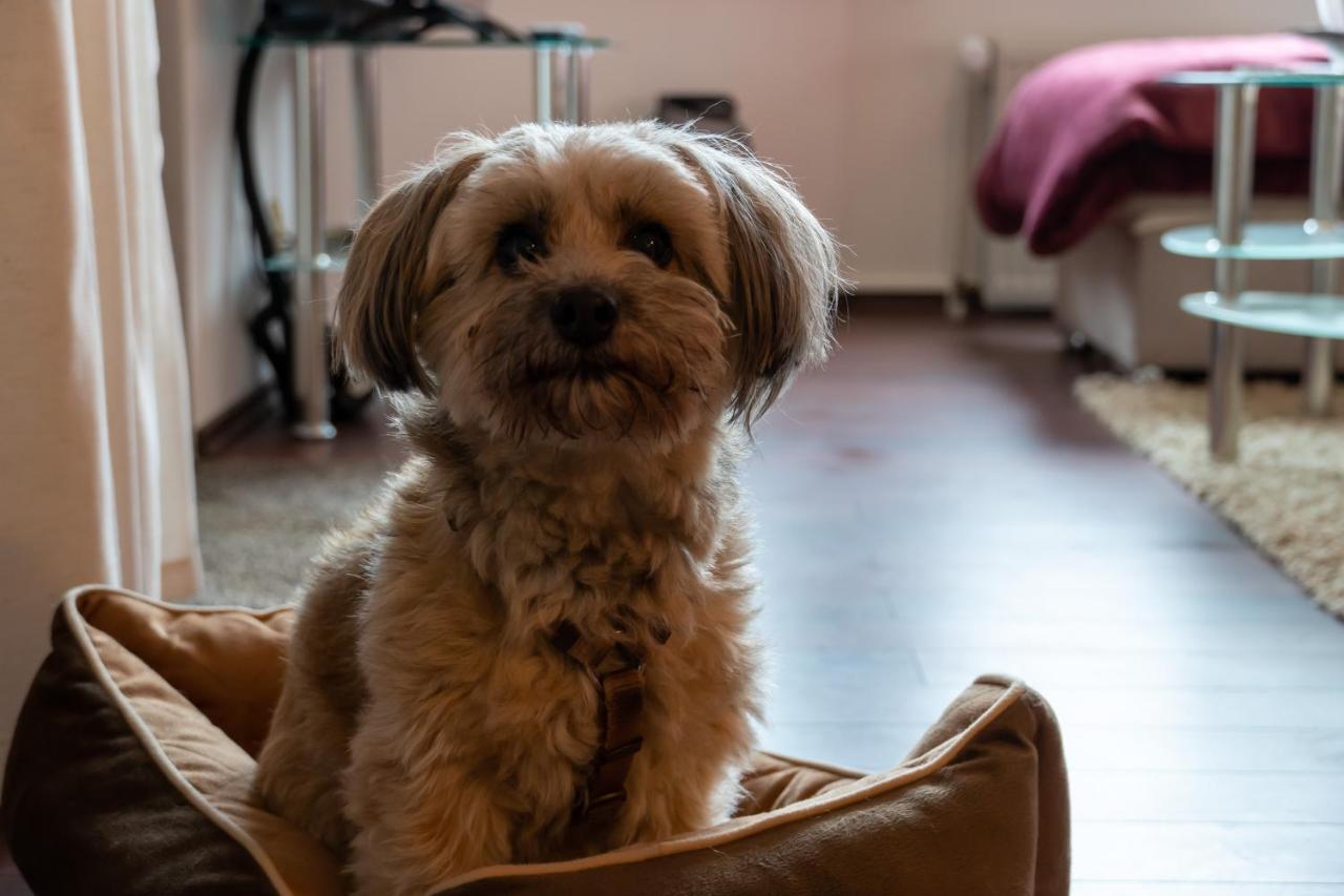Fewo Harzer Weitblick, Hunde Willkommen, W-Lan, 2X Smart Tv, Dtv 4 Sterne, 4 Pfoten Braunlage Εξωτερικό φωτογραφία