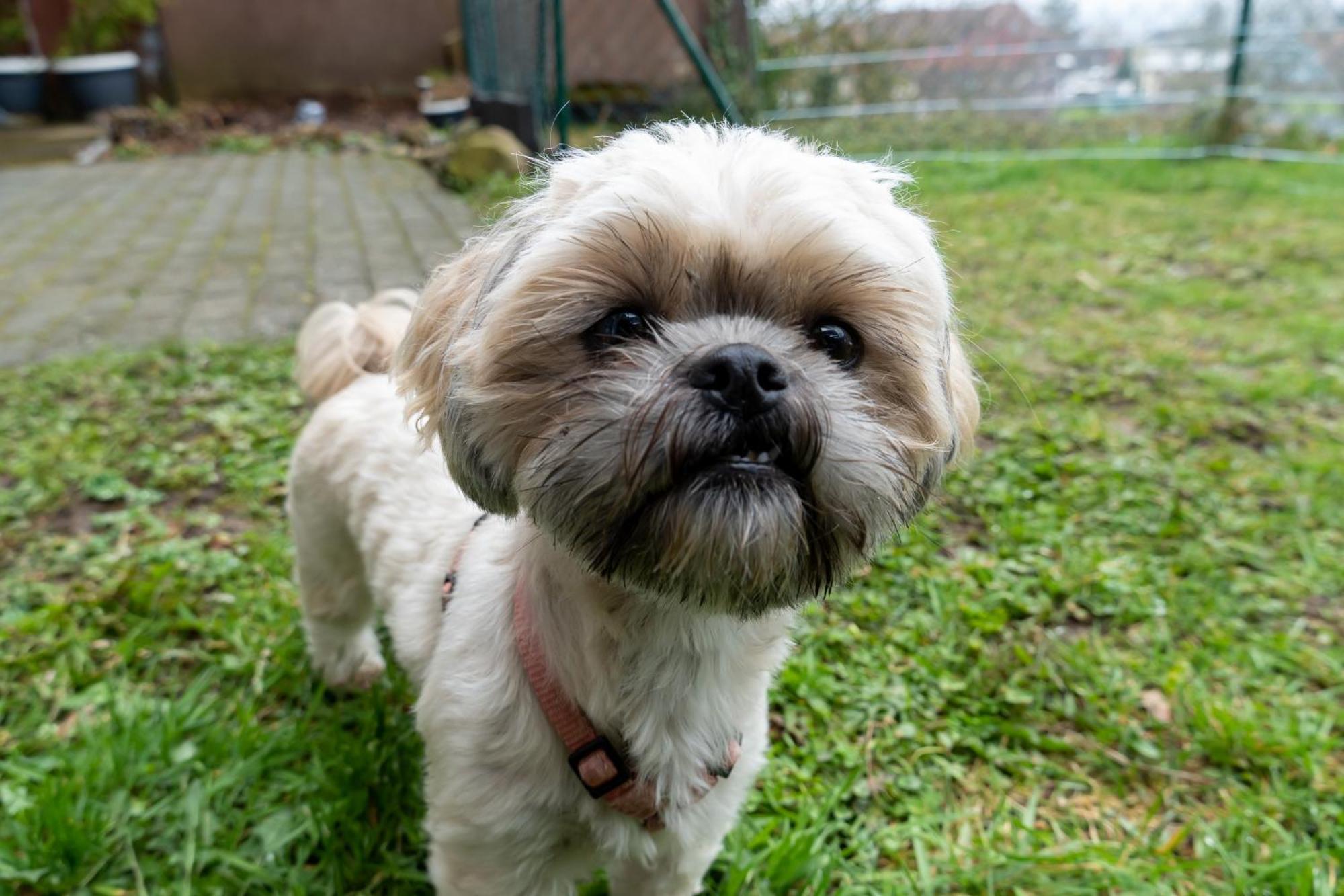 Fewo Harzer Weitblick, Hunde Willkommen, W-Lan, 2X Smart Tv, Dtv 4 Sterne, 4 Pfoten Braunlage Εξωτερικό φωτογραφία